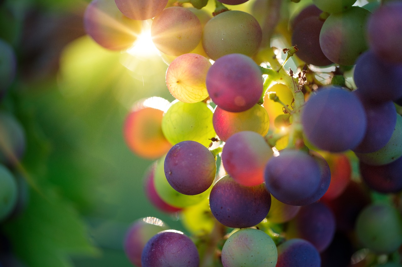 découvrez les dernières tendances culinaires qui révolutionnent notre façon de manger. explorez les innovations gastronomiques, les ingrédients populaires et les mouvements alimentaires qui façonnent l'avenir de la cuisine. restez à jour avec les goûts actuels et inspirez vos repas avec des idées fraîches et savoureuses.