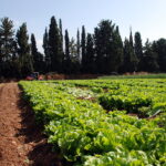 Aliments de la ferme jusqu'à notre table