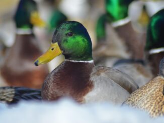 Charcuterie de Canard : Une Délicatesse à Découvrir