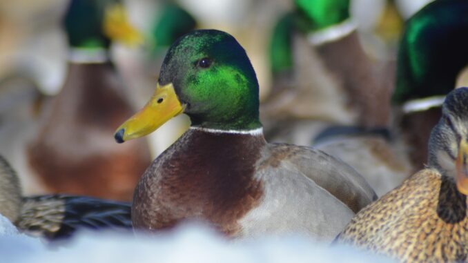 Charcuterie de Canard : Une Délicatesse à Découvrir